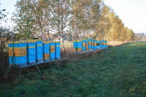 Pasieka Robert Łaszczych