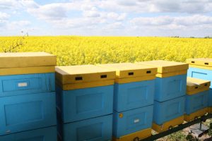 Pasieka Robert Łaszczych